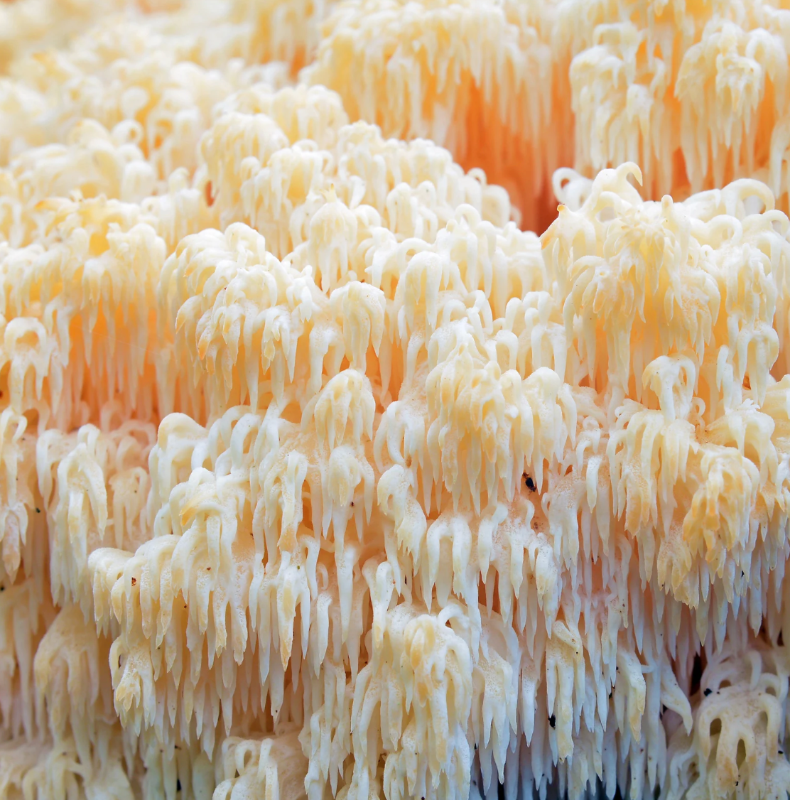 Female Hormone Balance (mit Vitalpilzen)