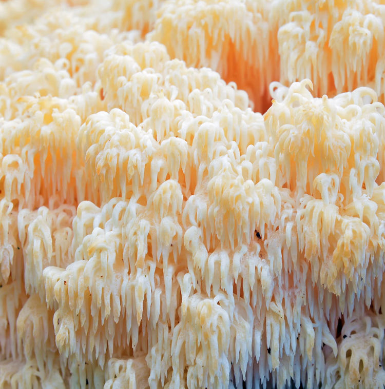 Female Hormone Balance (mit Vitalpilzen)